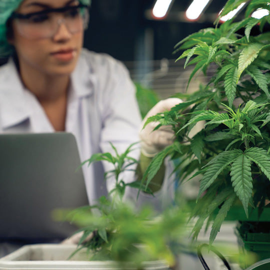 The 2025 Compliance Checklist for Hemp Brands: Labels, COAs, Testing Protocols, and FDA Guidance